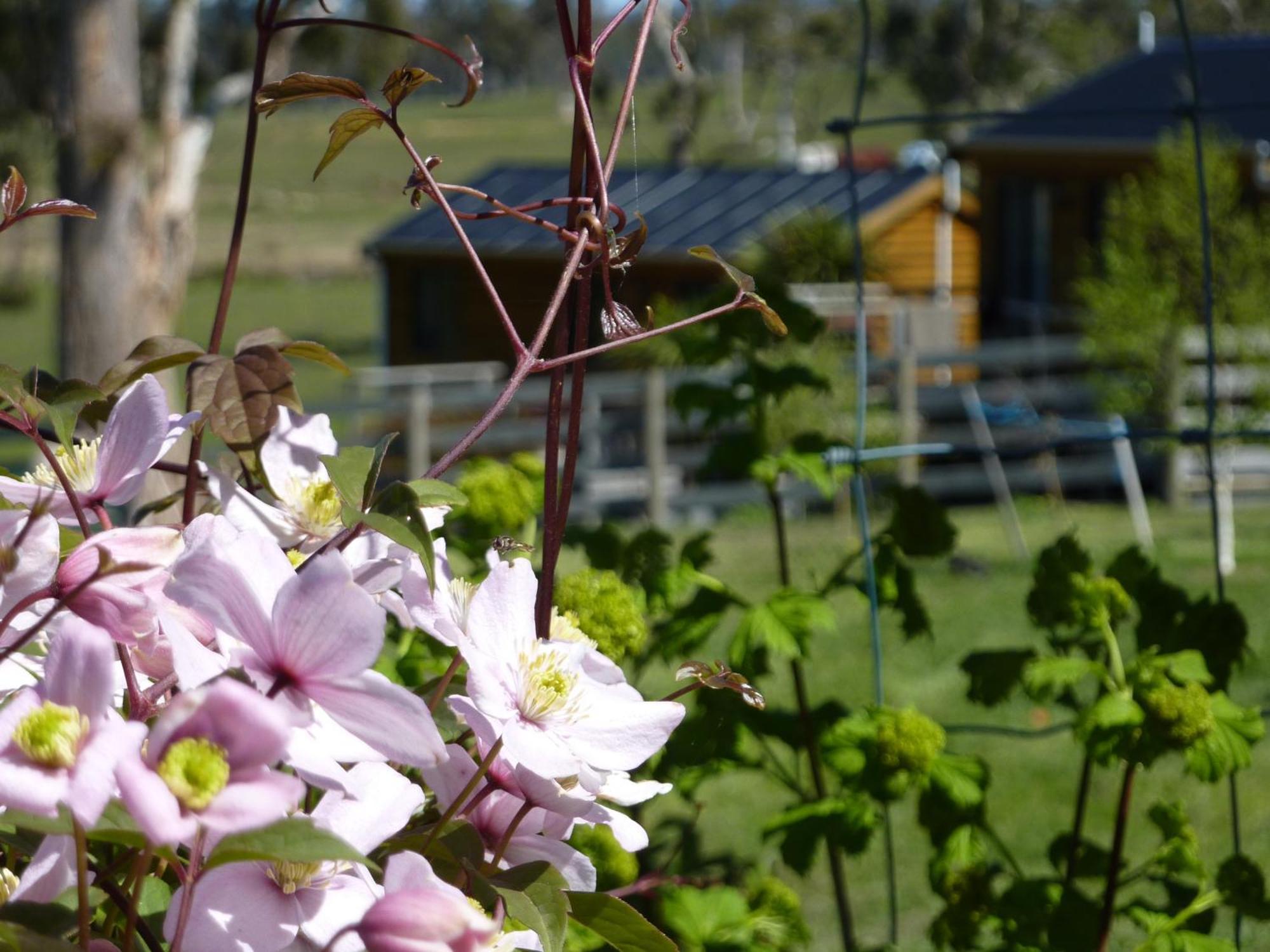 Hazelcreek Cottages Exeter Εξωτερικό φωτογραφία